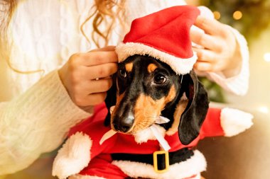 Kadın elleri bir köpeğe Noel Baba kostümü giydirir. Evcil hayvan için yeni yıl kıyafetleri