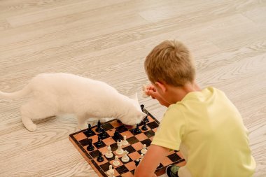 Akıllı beyaz kedi kanepenin yanında bir çocukla satranç oynuyor, evcil hayvan stratejisti, sahibiyle oynuyor, yatay görüntü.