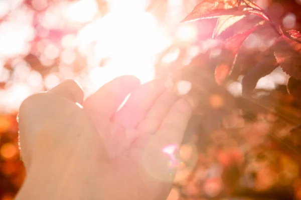 Dłoń Samicy Sięga Promienie Słoneczne Czerwone Słoneczne Jesienne Liście Nadejście — Zdjęcie stockowe