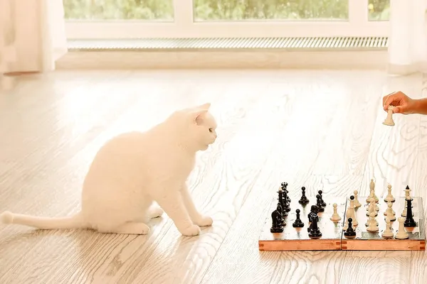 Cute White Cat Playing Chess Pet Strategist Horizontal Imag — Stock Photo, Image