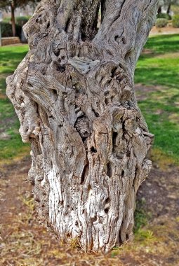 Doğal çizgilerle kaplı, hem güzel hem de çirkin, alışılmadık, karmaşık bir desen oluşturan bir zeytin gövdesi.