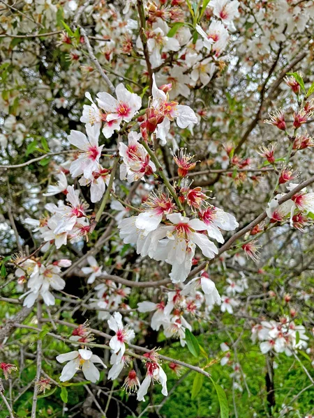 四月盛开的杏树 在以色列开着精致的白色和粉色花朵 — 图库照片