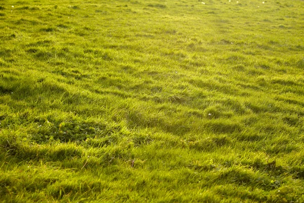 Erba verde sfondo texture — Foto Stock