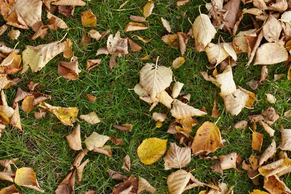 Colourful autumn leafs on a grass — Stock Photo, Image