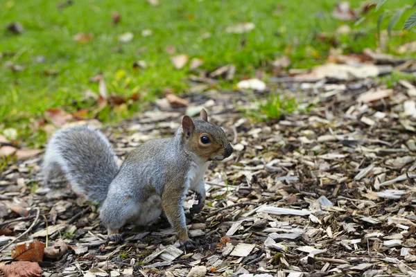 Squirrel on the grass in the park — Stock Photo, Image