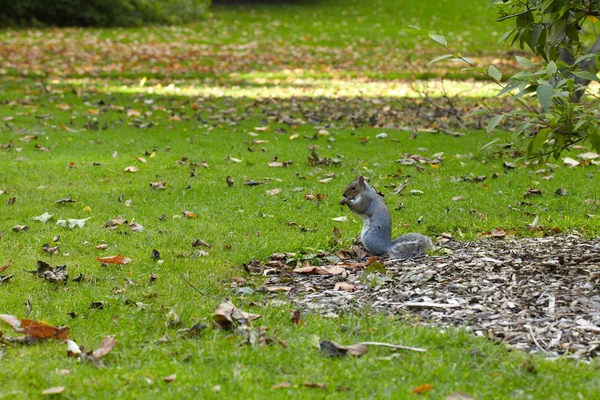 Squirrel on the grass in the park — Stock Photo, Image