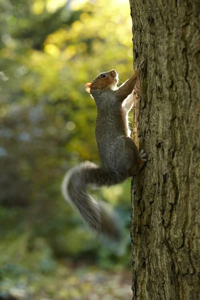 Squirrel on the tree in the park — Stock Photo, Image