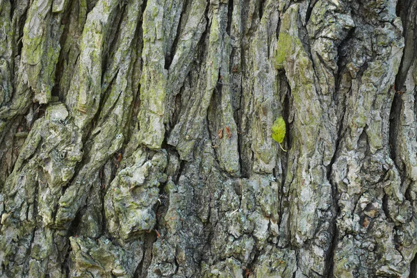 Tree bark in the background — Stock Photo, Image