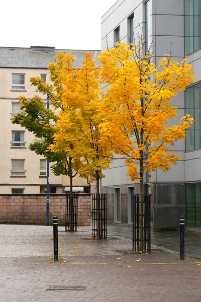 Colourfoul trees in the city — Stock Photo, Image