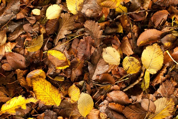 Kleurrijke herfst bladeren op een gras — Stockfoto