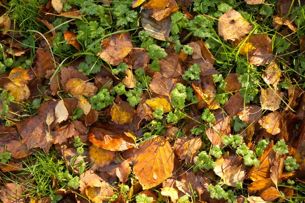 Bunte Herbstblätter auf einem Gras — Stockfoto