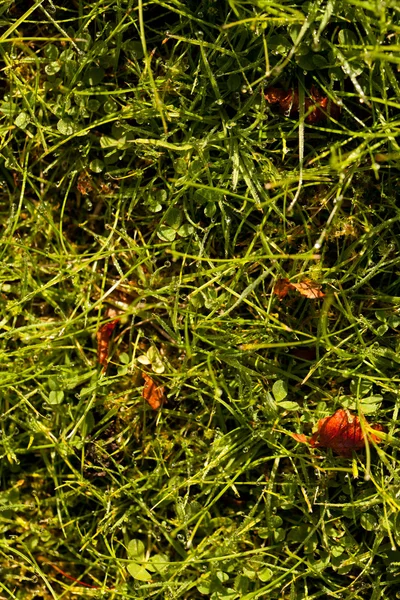 Πολύχρωμο φθινόπωρο φύλλα σε ένα χόρτο — Φωτογραφία Αρχείου