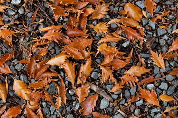Farbenfrohe Herbstblätter auf einem Kies — Stockfoto
