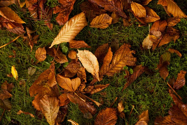 Bunte Herbstblätter auf einem Gras — Stockfoto