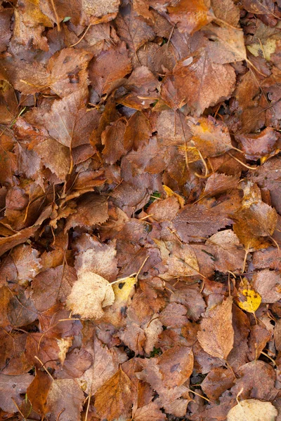 Las hojas coloridas otoñales sobre la hierba Imágenes de stock libres de derechos