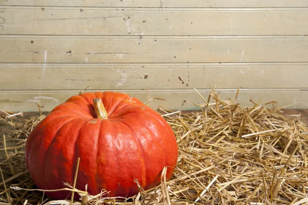 Pumpkin lying on straw — Stock Photo, Image