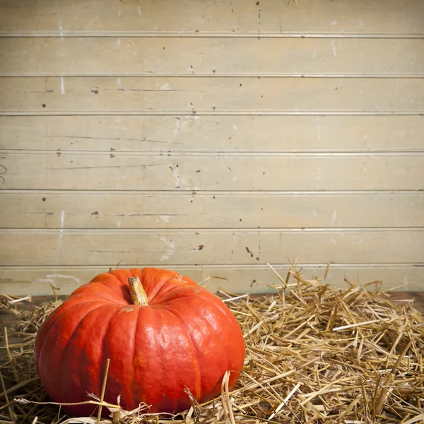 Pumpkin lying on straw — Stock Photo, Image