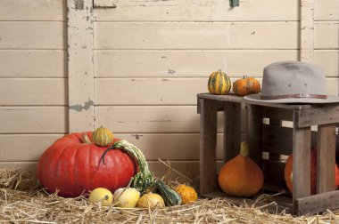 kabak ve bitter kabak