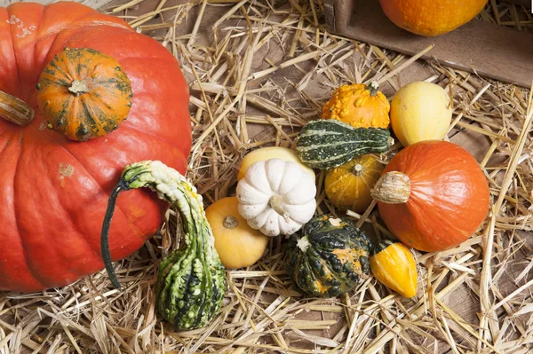 Pumpkin and bittergourds on straw — Stock Photo, Image