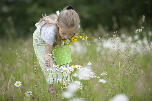 Linda niña cosechando flores —  Fotos de Stock