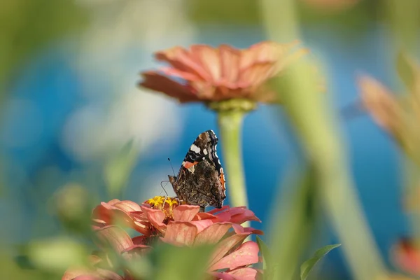 Butterfly on a flower — Stock Photo, Image