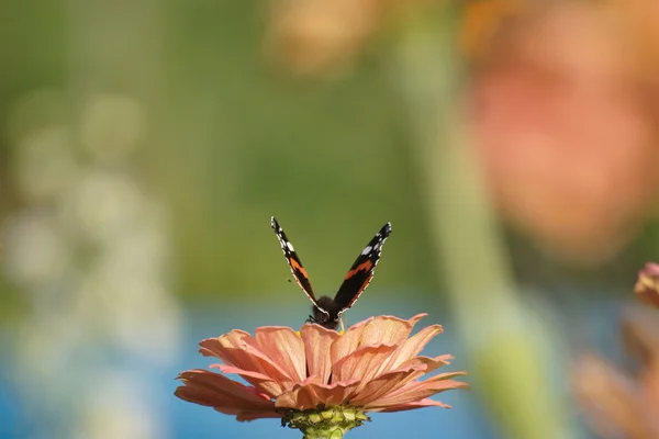 Schmetterling auf einer Blume — Stockfoto