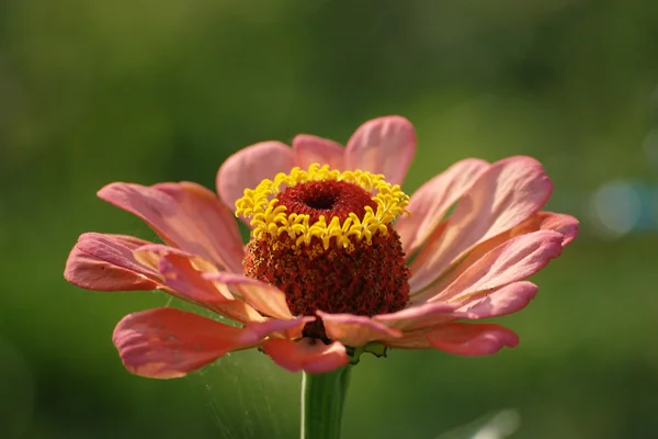 Zinnia Royaltyfria Stockfoton