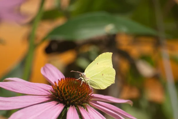 Butterfly on a flower — Stock Photo, Image