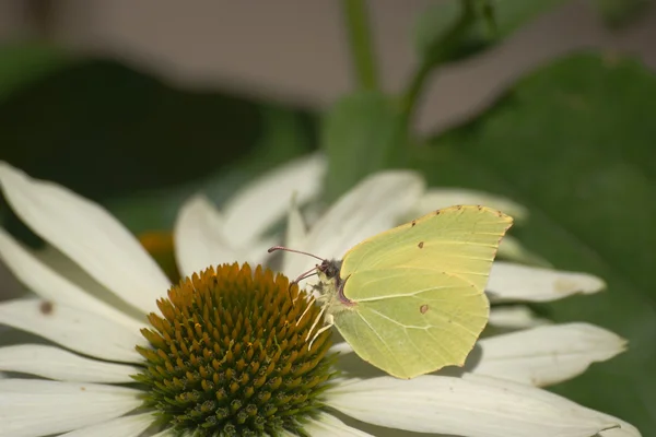 Blumen — Stockfoto