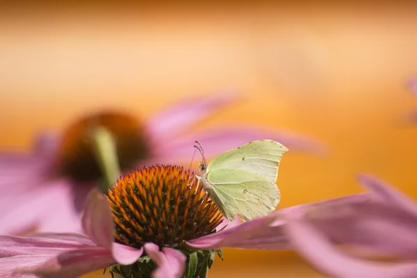 Schmetterling auf einer Blume — Stockfoto