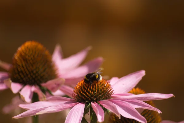 Bumble bee on a flower — Stock Photo, Image