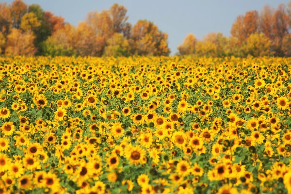 Autumn landscape sunflowers field — Stock Photo, Image