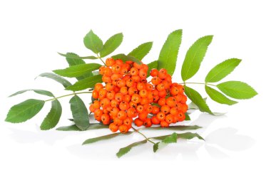 ashberry üzerinde beyaz izole