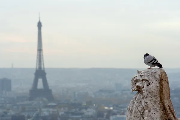Bird with eiffel tower on background. — Stock Photo, Image