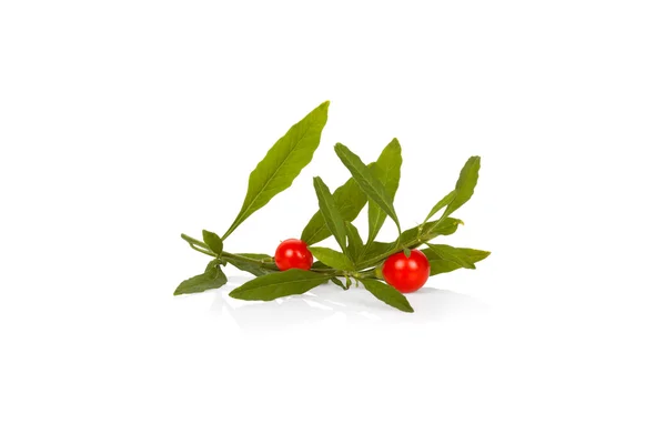 Solanum pseudocapsicum — стоковое фото