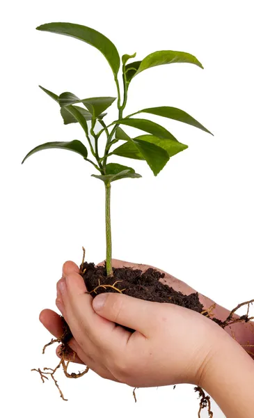 Las manos del niño sosteniendo la planta verde sobre blanco — Foto de Stock