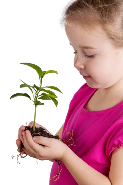 Criança segurando planta verde em solo isolado em branco — Fotografia de Stock