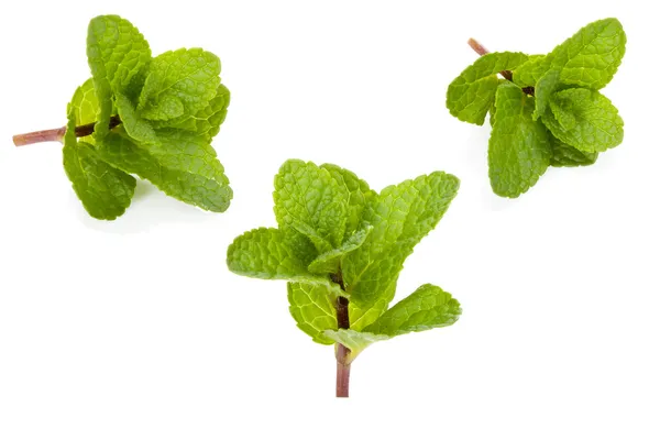 Three fresh mint twigs on white — Stock Photo, Image