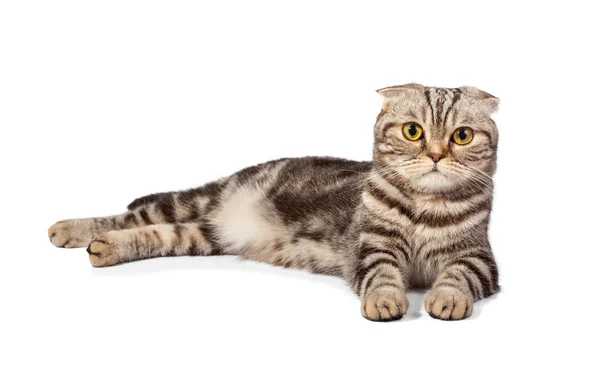 Scottish-fold gato isolado no fundo branco — Fotografia de Stock