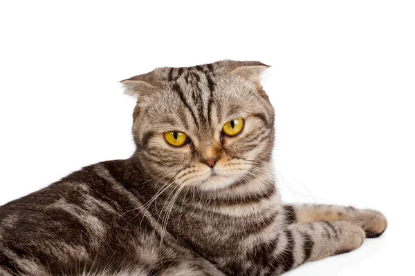 Schottisch gefaltete Katze isoliert auf weißem Hintergrund — Stockfoto