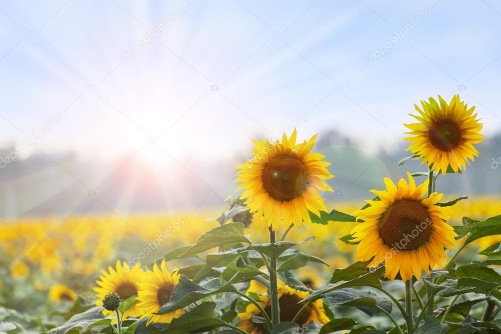 Summer time: Three sunflowers at dawn with natural backgroung