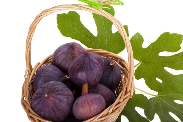 Busket of fresh figs with leaves isolated on white background — Stock Photo, Image