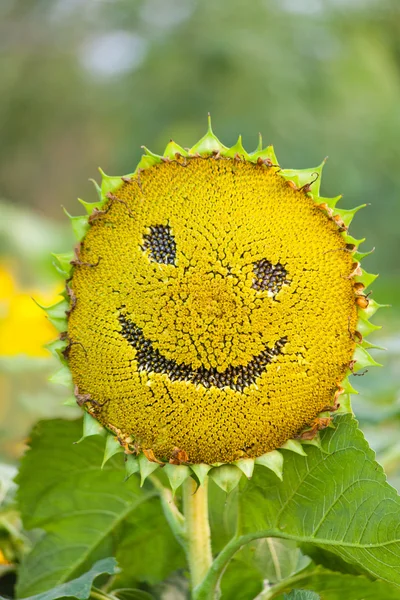 Tournesol avec visage souriant sur fond vert naturel — Photo
