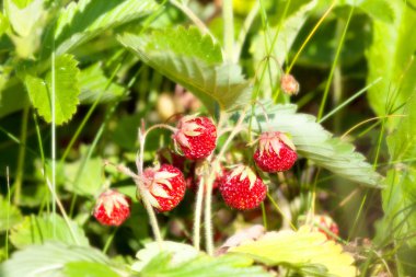 yabani çilek alanında