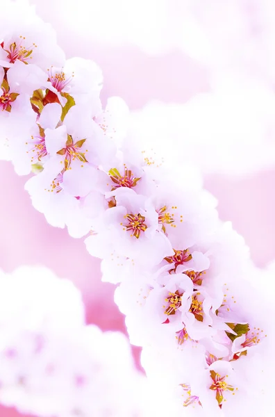 Blommande sacura eller körsbärsträd — Stockfoto