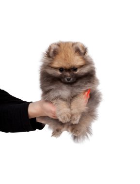 2 aylıkken izole el üzerinde Pomeranian köpek yavrusu