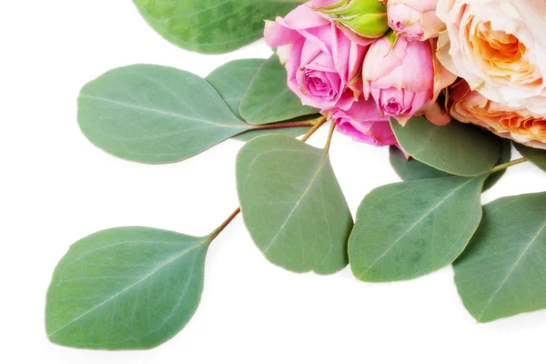 Flores de rosa sobre hojas verdes de eucalipto aisladas sobre bac blanco —  Fotos de Stock