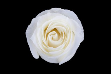 White rose isolated on black background