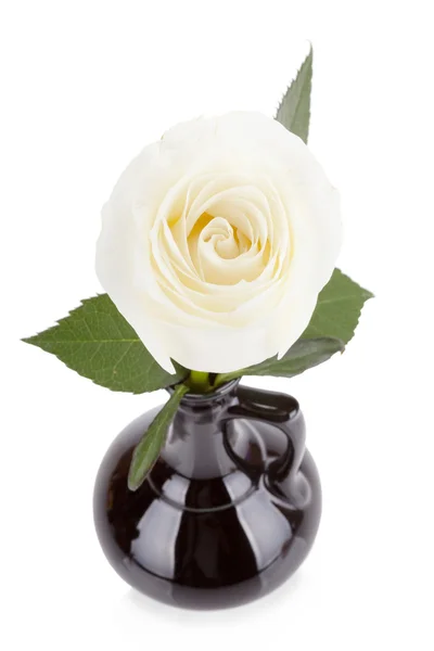 Amazing white rose in black vase isolated on white background — Stock Photo, Image