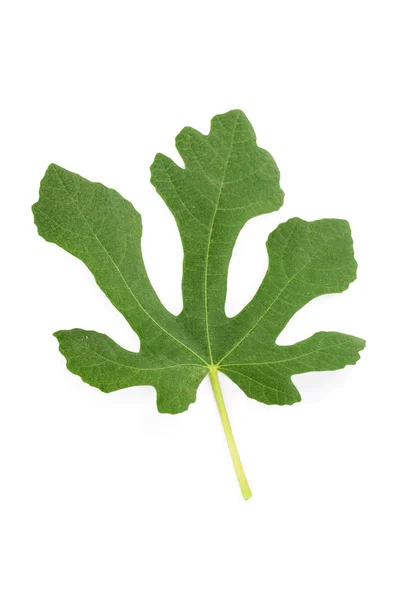 Hoja natural de higuera aislada sobre fondo blanco — Foto de Stock